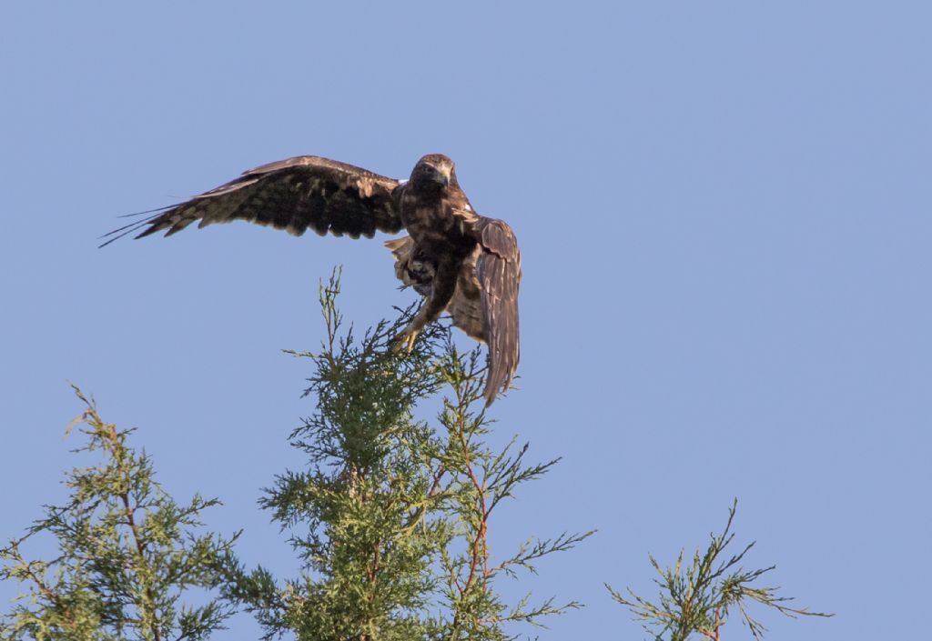 Aquila minore (Hieraaetus pennatus), morfismo scuro